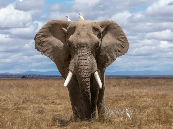 Wildlife