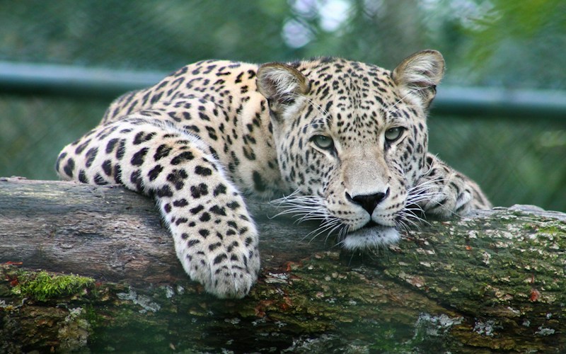 Wildlife Safari